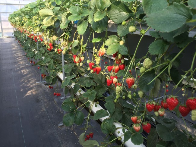 rows of Strawberry are ready to be picked in Japan at Hamamatsu Park Shizuoka