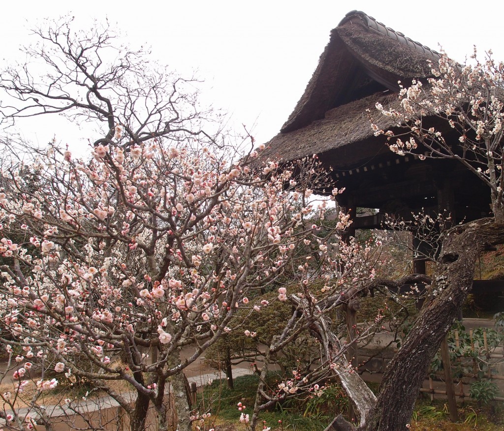 Tokeiji, Kamakura’s Temple of Divorce