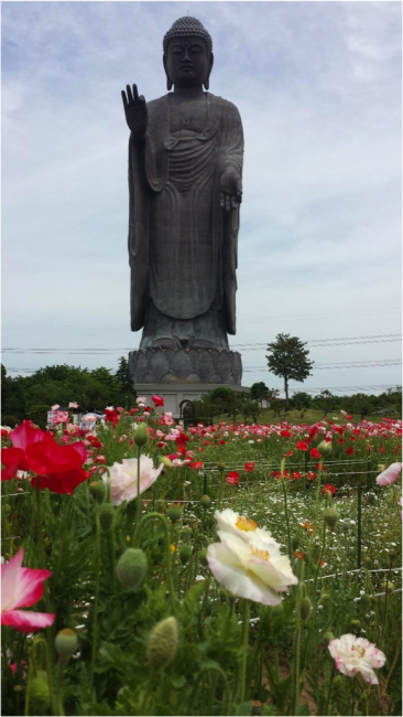 flowers surround the great Buddha statue in Ibaraki Japan