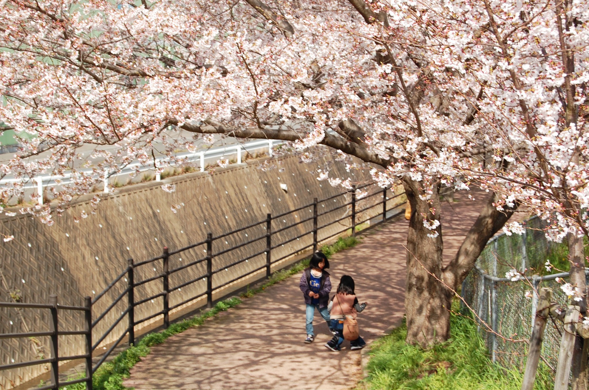 Nagayo Kodago Cherry Blossoms. Walk in to a tunnel of pink petals.