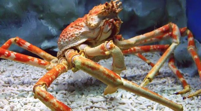 Seafood, Food, Japan, Crab