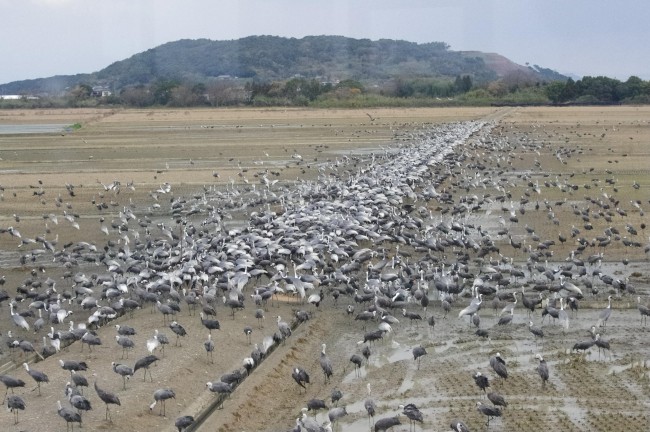the only place to see so many cranes in one place in Kagoshima Japan