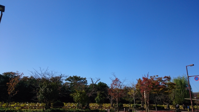 A garden green contrasts sky blue at Fukuoka favorite Ohori park