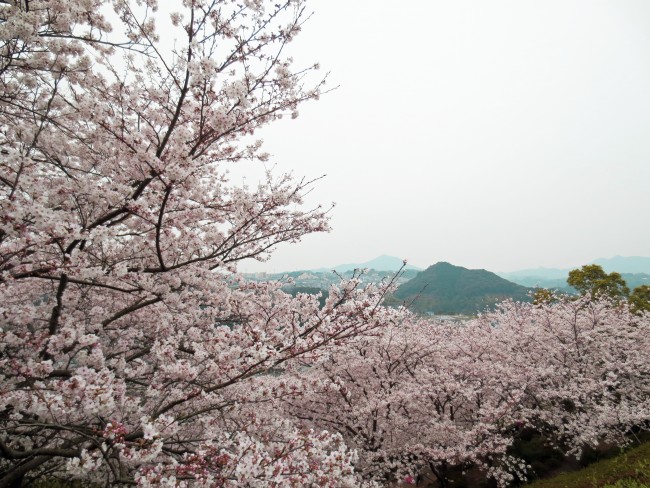 cherry blossom trees in Nakao castle park 