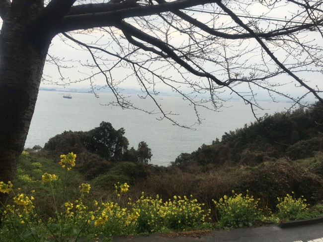 Picture of a tree up front, flowers off the the side that seem to be everywhere in Nokonoshima, and an area full of trees in the background before you see the water that surrounds Fukuoka..
