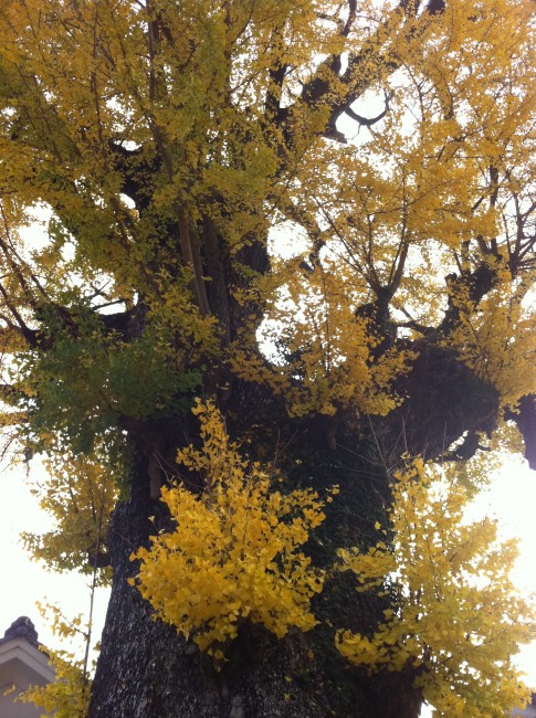 Japan’s largest maidenhair tree in Izumiyama Benzaiten Shrine in Arita Saga