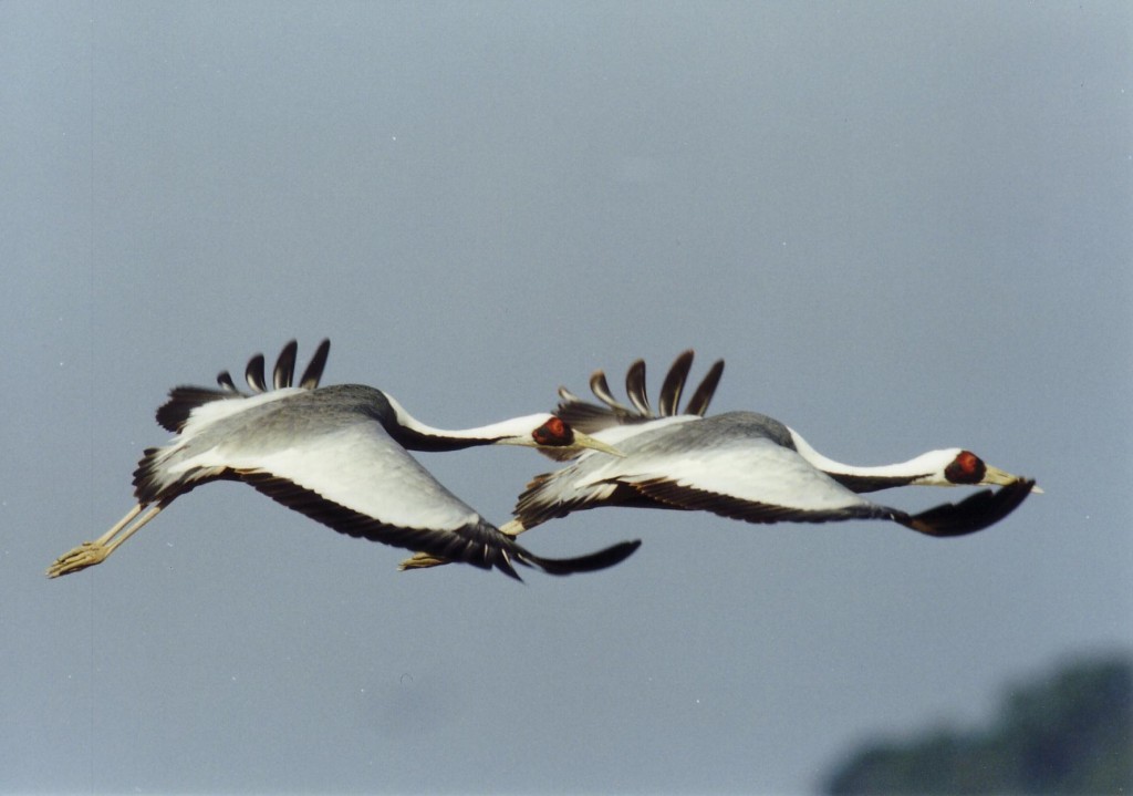 See around 10,000 cranes! Japan’s largest crane migration spot