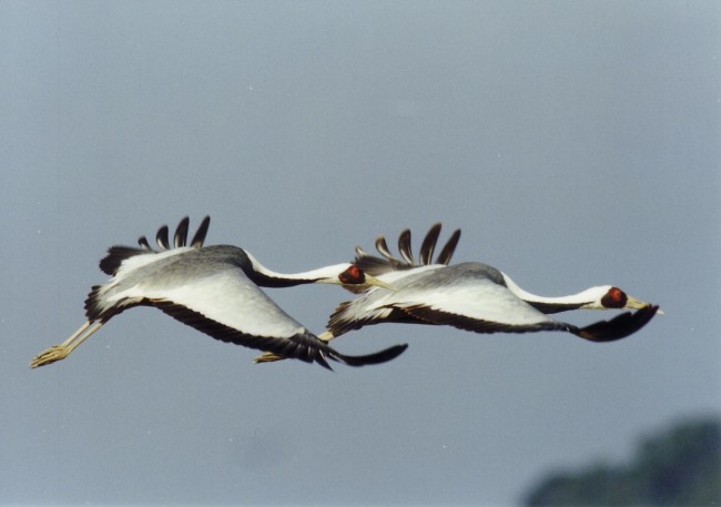 Some rarer types of crane also migrate to Izumi Japan
