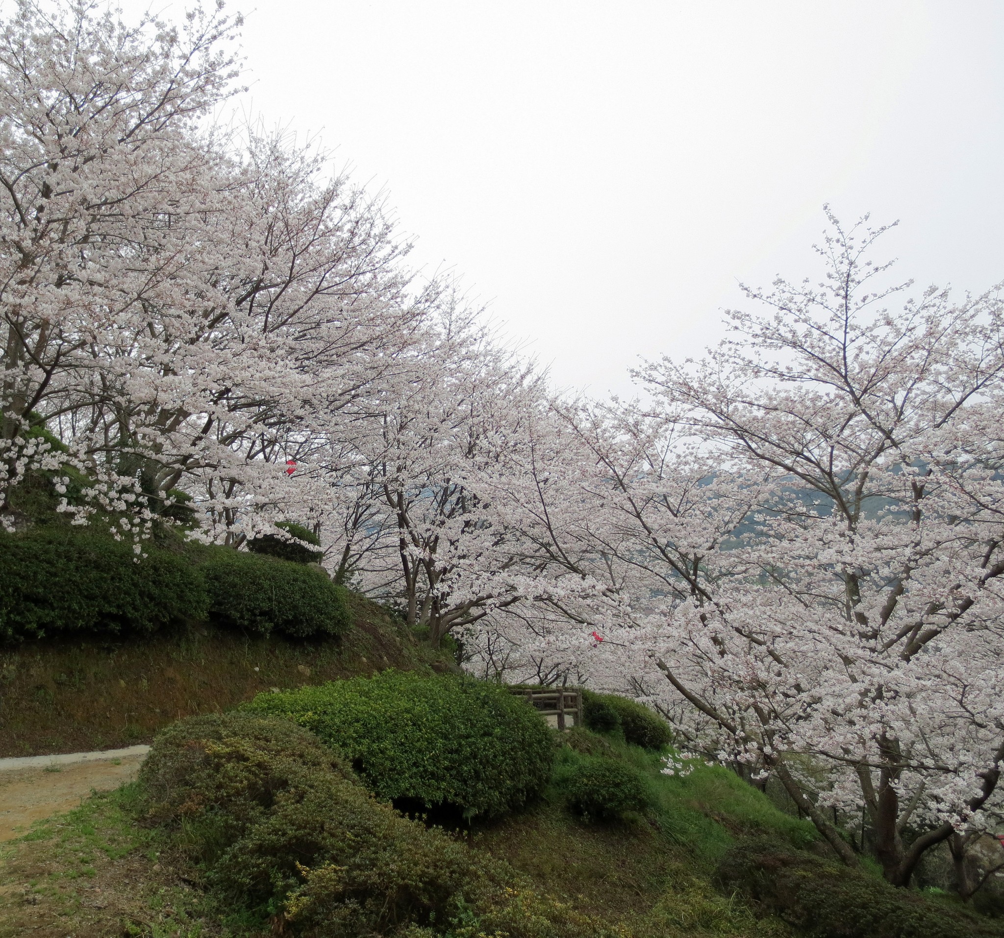 Nagasaki, one amazing cherry blossom universe.