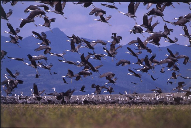 crane migration season to Izumi Japan Kagoshima is from the end of October to the end of March the following year