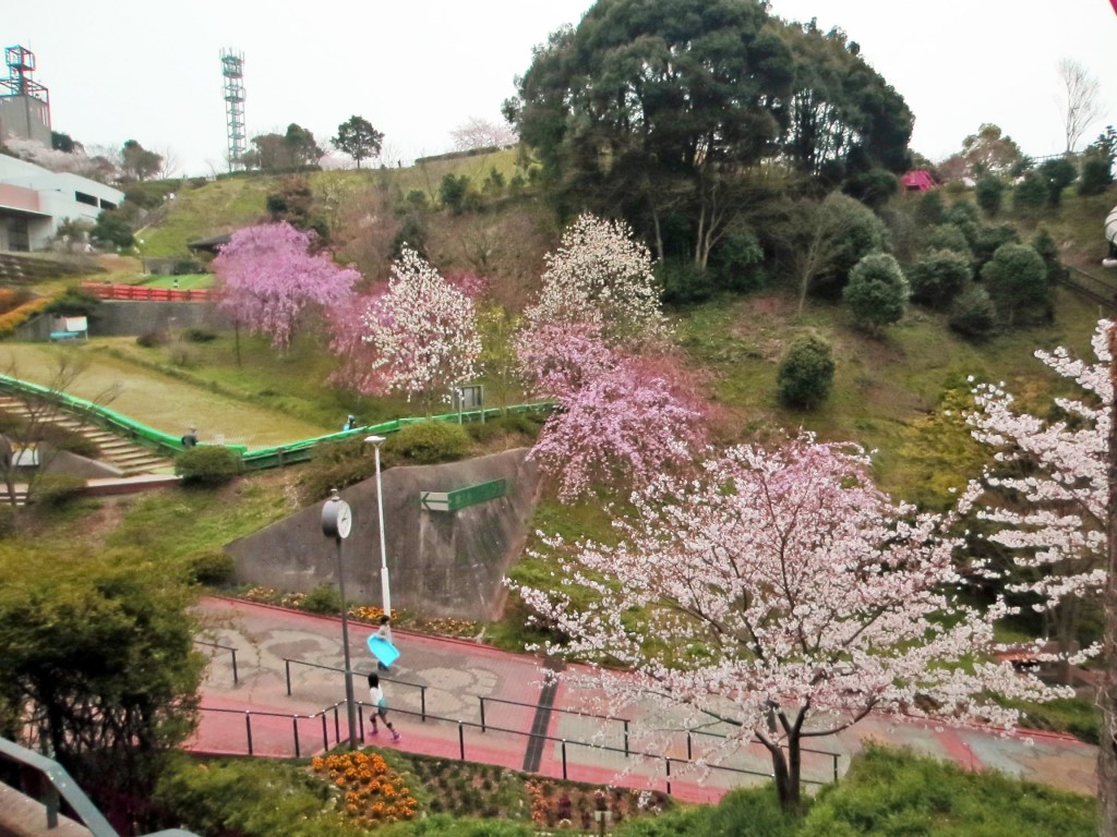 Nagasaki, one amazing cherry blossom universe.