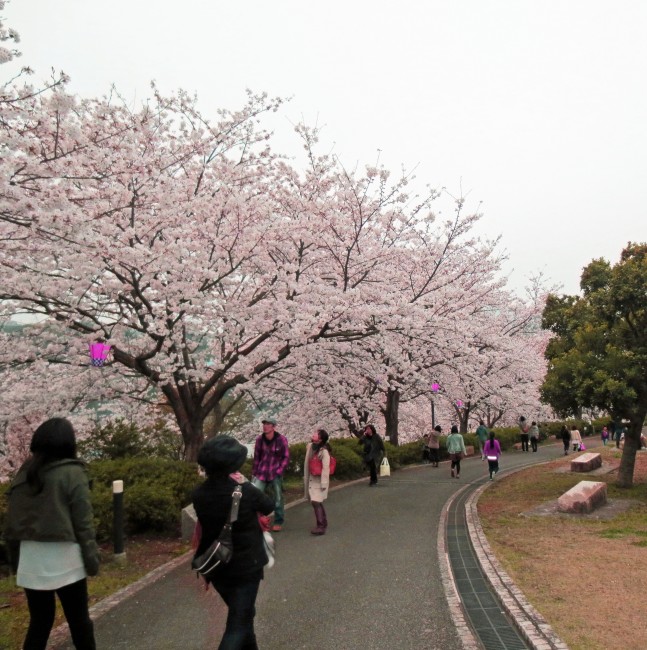 cherry blossom trees in Nakao castle park 
