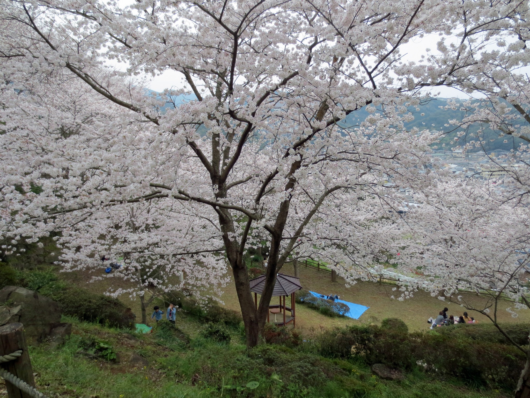 Nagasaki, one amazing cherry blossom universe.