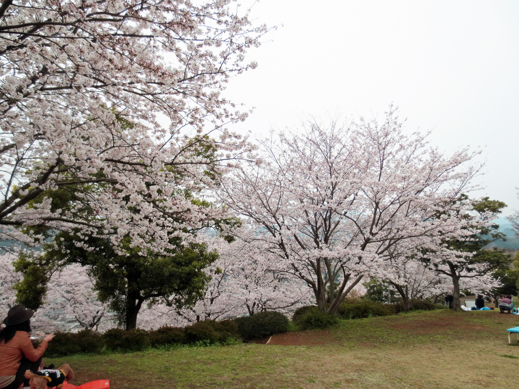 Nagasaki, one amazing cherry blossom universe.