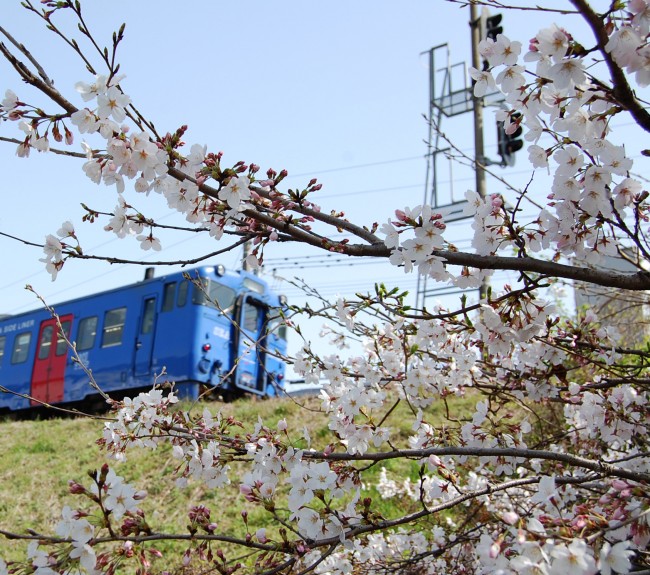 The cherry blossoms in Kodago before the train.