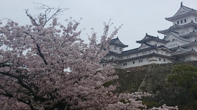 Himeji castle looking over its blossoms