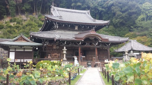 Uji is home to mimurotoji temple, tea, and a Museum