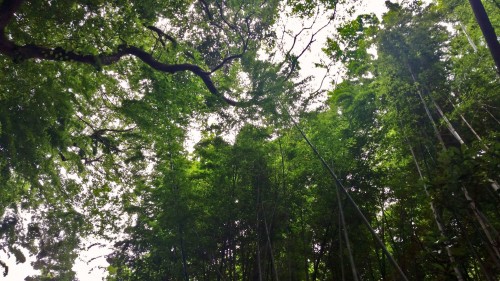 forest, Kagoshima
