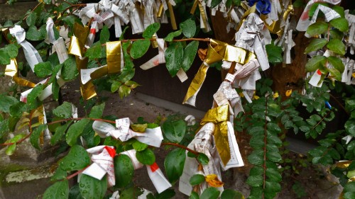 Paper charms tied to tree at Toyotama shrine in Kagoshima.