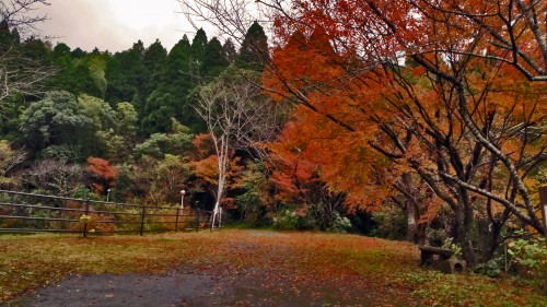 Kagoshima Midoriso hot spring autumn leave path.
