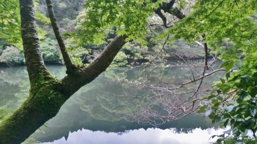 Kagoshima Midoriso hot spring view of water and tree.