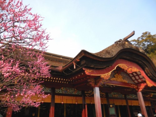 plum blossom tree and shrine in Dazaifu, Fukuoka