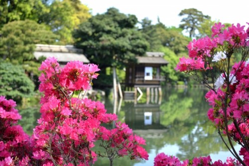Kenrokuen in Kanazawa is Japan’s top 3 garden with cherryblossom