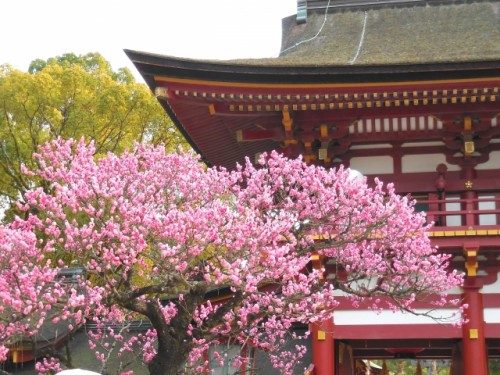 plum blossom tree in shrine in Dazaifu, Fukuoka