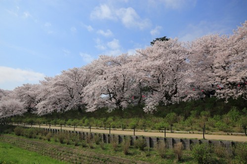 Cherry blossoms, sakura, in Japan