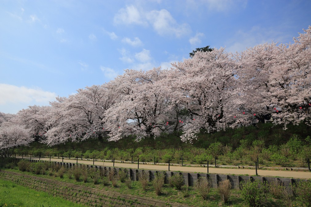 Hanami Manners: Do’s and Don’ts of Cherry Blossom Viewing in Japan