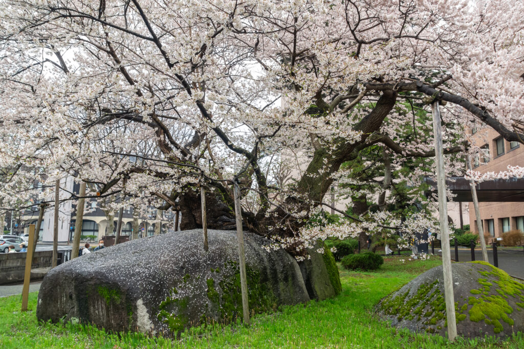 Ishiwari Zakura in Morioka