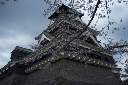 cherry blossom at Kumamoto castle