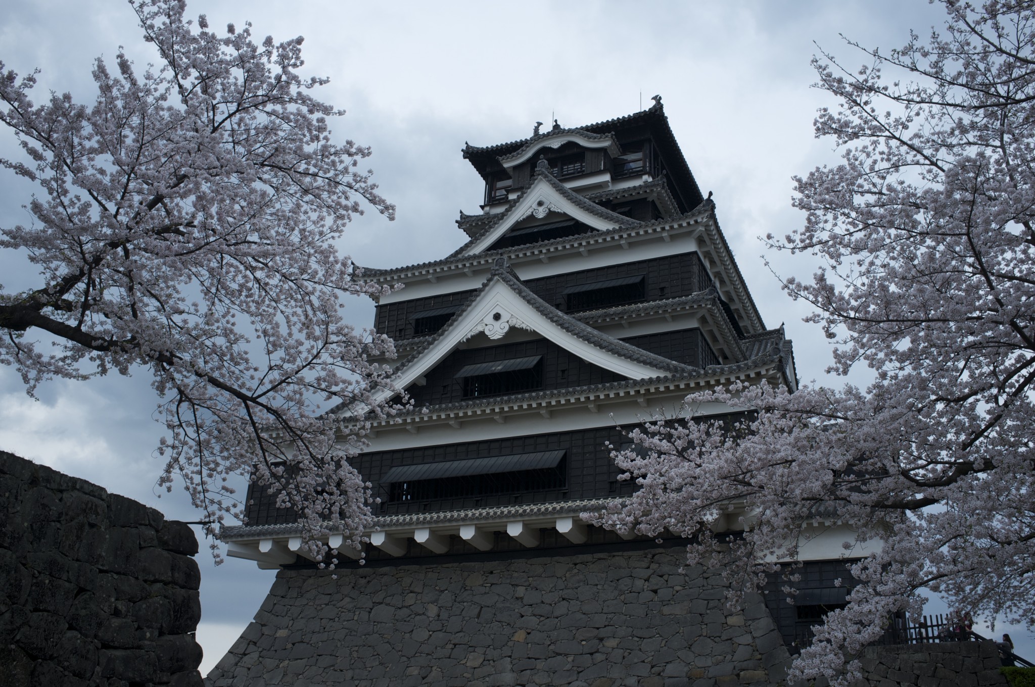 Gazing at cherry blossoms and history: hanami at Kumamoto Castle