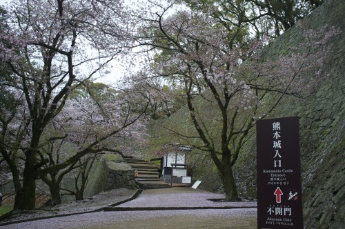 Kumamoto castle and its cherry blossom trees