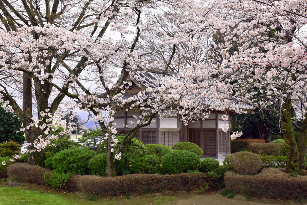 Taisekiji sakura cherry blossom in Fujinomiya.