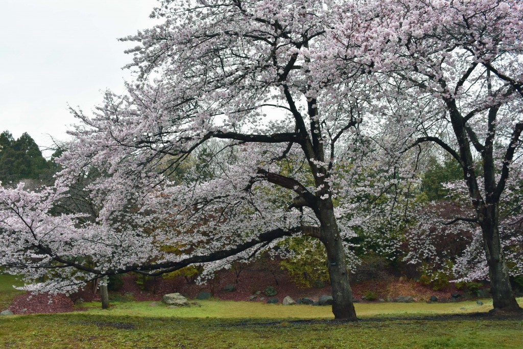 Park with cherry blossom trees in Fujinomiya near Mount Fuji.