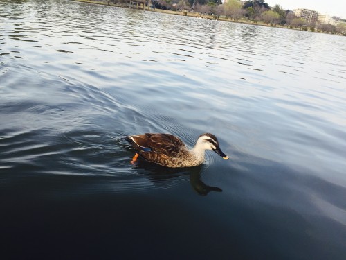 Duck swimming over Senba Lake with Kairakuen Garden backdrop, Ibaraki Prefecture