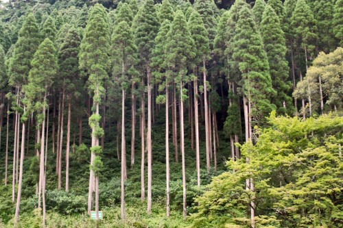 Tall slender trees near foot onsen in Kagoshima.