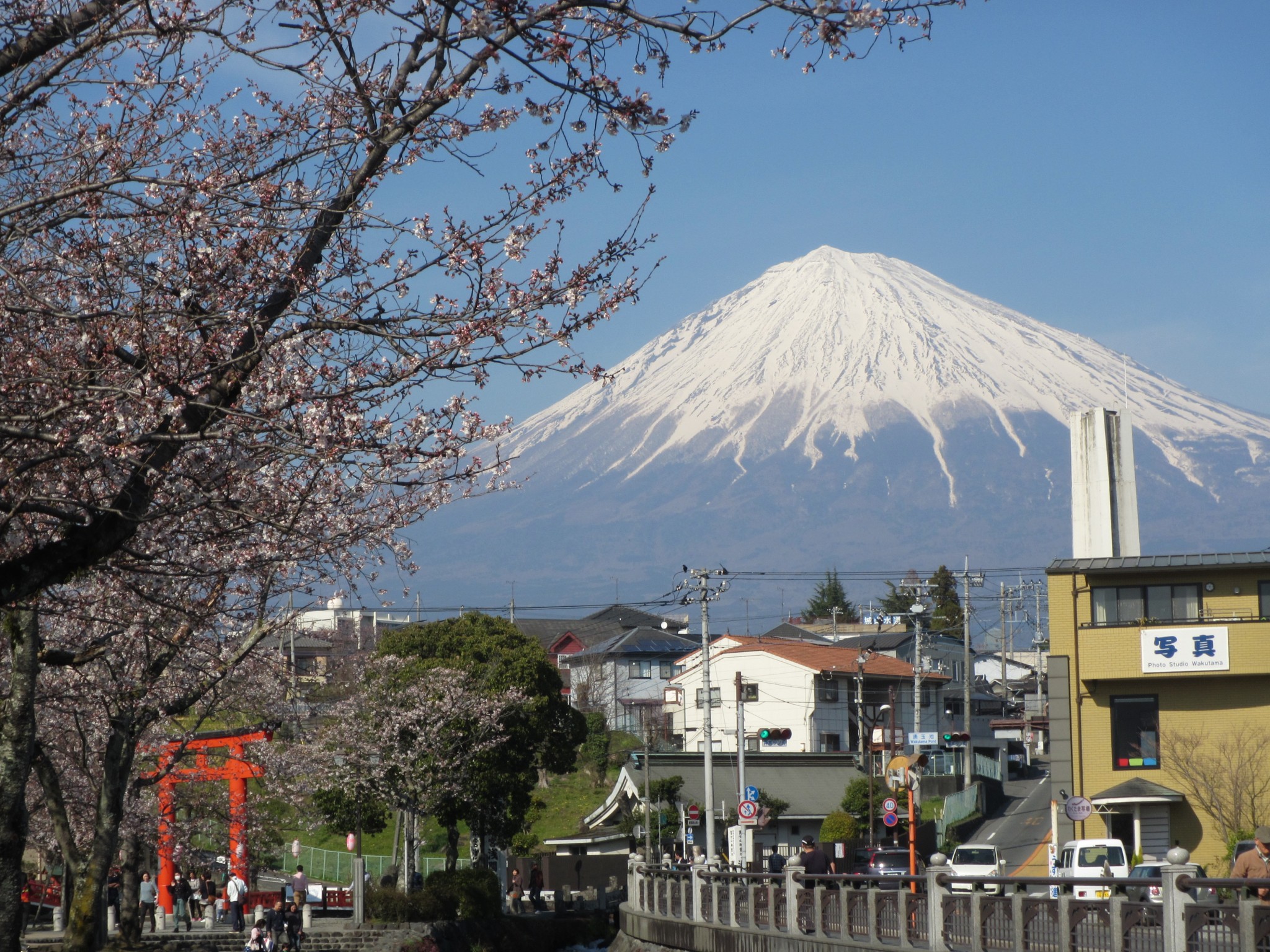 Top 3 Cherry blossom viewing spots in Fujinomiya