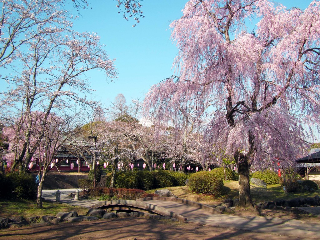 Sengen jinja sakura cherry blossom spot in Fujinomiya.