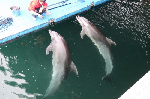 free dolphin show in a river near an aquarium in Kagoshima.