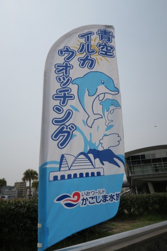 free dolphin show in a river near an aquarium in Kagoshima.