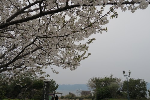 cherry blossom tree in a foot spa and park in Sakurajima 