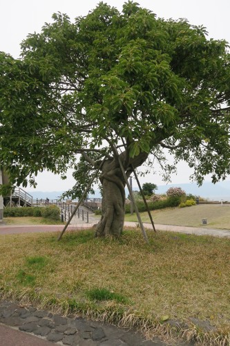 tree in a park in Sakurajima 