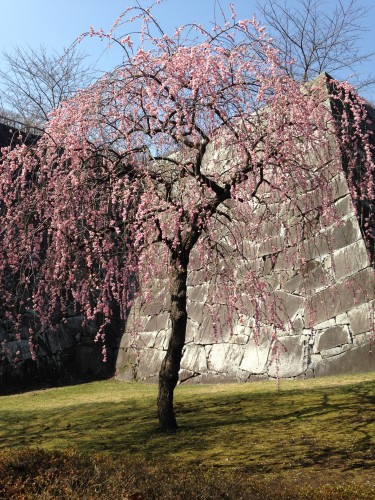 cherry blossom tree in Morioka castle park, where one can have hanami sessions