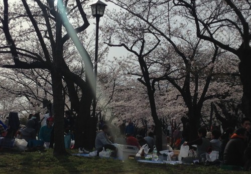 Have a hanami session and view the cherry blossom at Morioka castle park