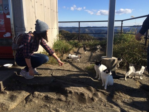 cats on Nokogiriyama mountain