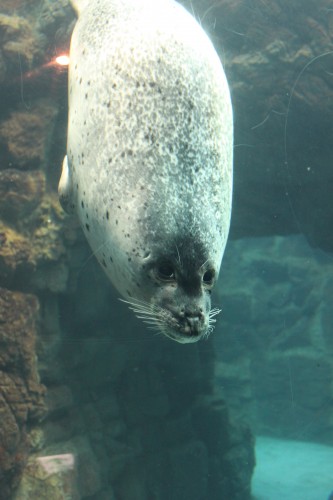 Seal and other sea animals in the Osaka aquarium