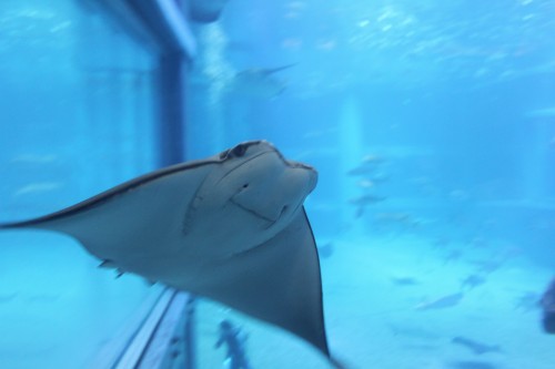Sting ray and other sea animals in the Osaka aquarium