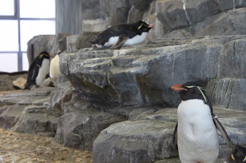 Penguins at the Osaka aquarium